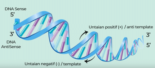 Sifat-Sifat Rantai DNA