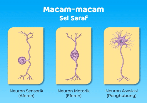 contoh gambar macam - macam sel saraf