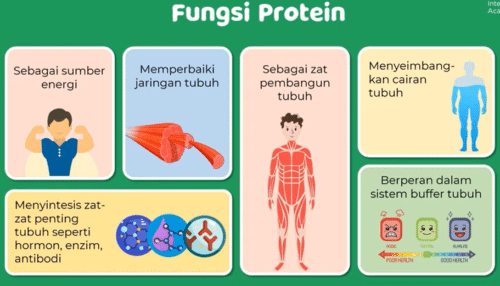fungsi protein