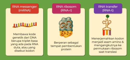 gambar jenis replikasi RNA
