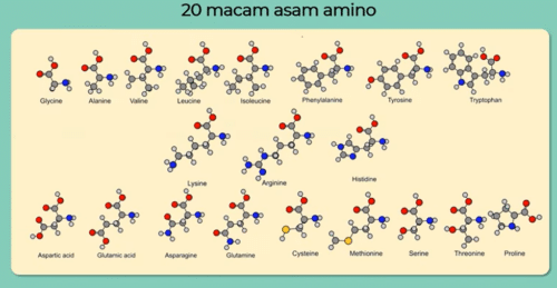 gambar kode genetik terdapat 20 macam asam amino