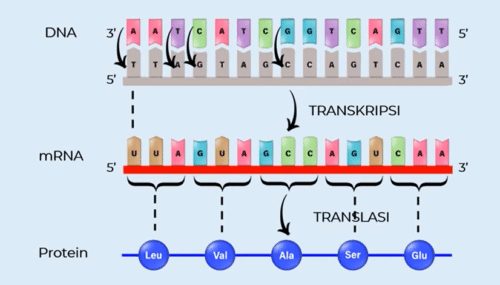 gambar sistesis protein dengan kode genetik