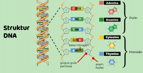 gambar struktur DNA