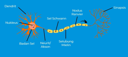 gambar struktur sel saraf