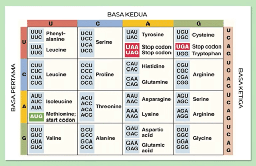 gambar tabel kode genetik