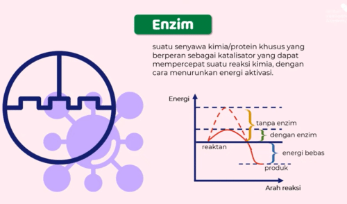 grafik enzim