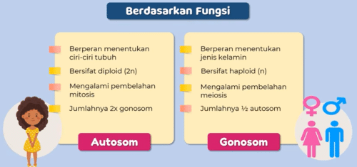 jenis kromosom berdasarkan fungsi
