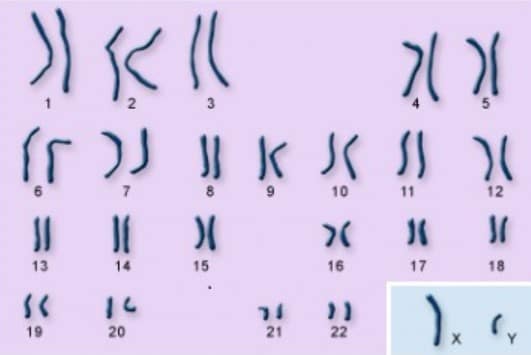 jumlah kromosom pada manusia