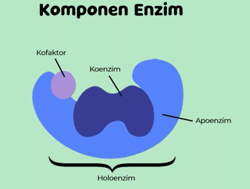 komponen enzim 2