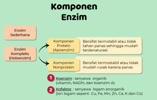 komponen enzim