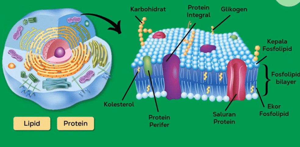 struktur dan organel sel
