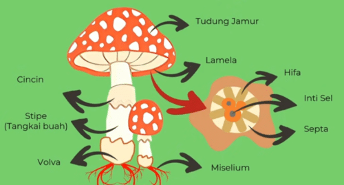 struktur fungi