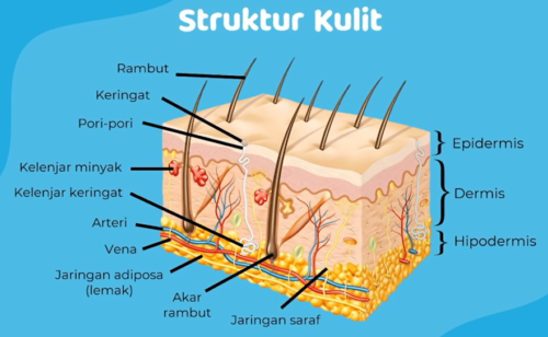 struktur kulit