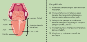 Sistem Pencernaan Manusia, Biologi Kelas 11