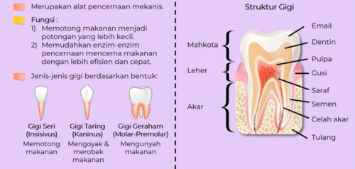 Gambar struktur gigi