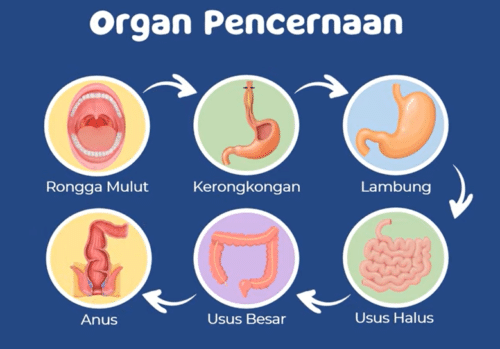 Proses Organ Pencernaan