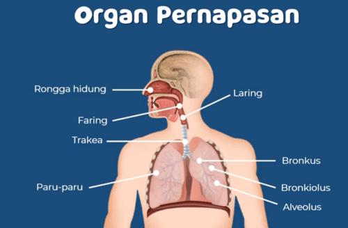 organ pernapasan