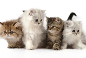 9 Jenis Kucing Peliharaan yang Populer