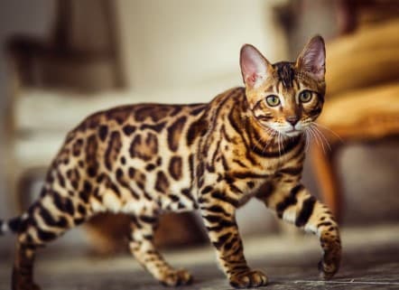 Kucing Bengal