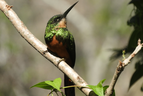 burung kolibri