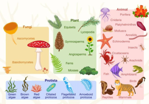 Evolusi dan Klasifikasi Makhluk Hidup