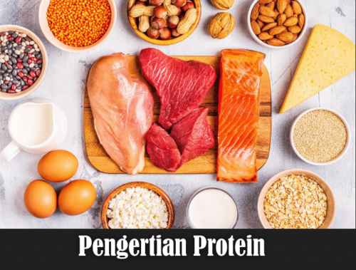 pengertian protein