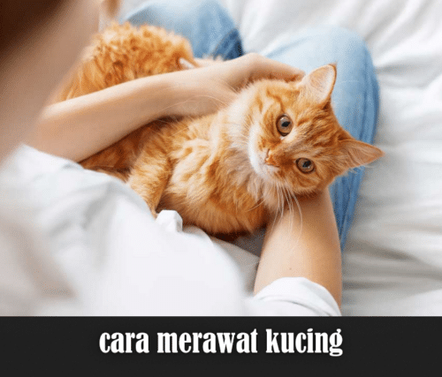 cara merawat kucing