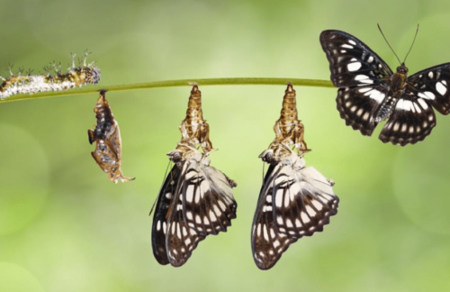 Memahami Proses Metamorfosis Kupu-kupu