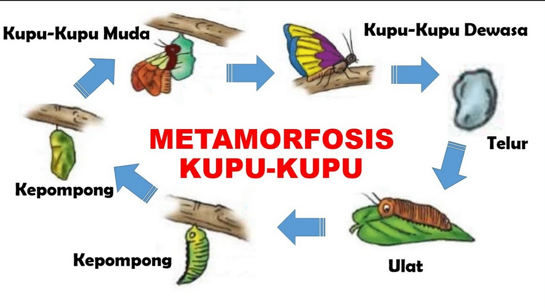 Metamorfosis Kupu-kupu