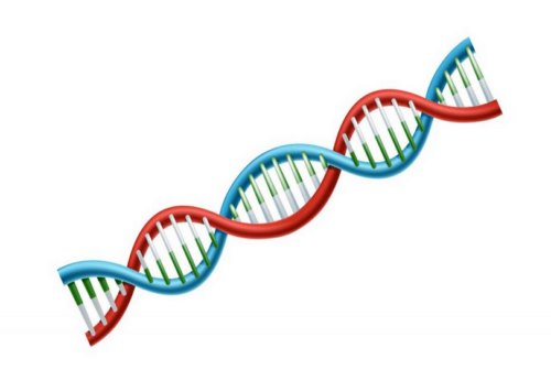 Fungsi DNA dan RNA