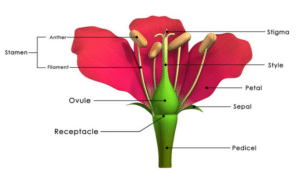Struktur Bunga Dan Fungsinya