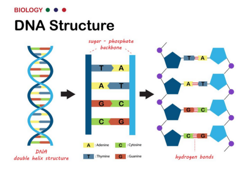 Pengertian Struktur DNA