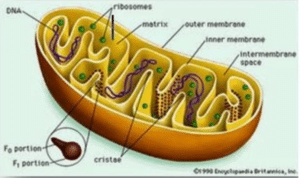 Pengertian Mitokondria dan Fungsinya